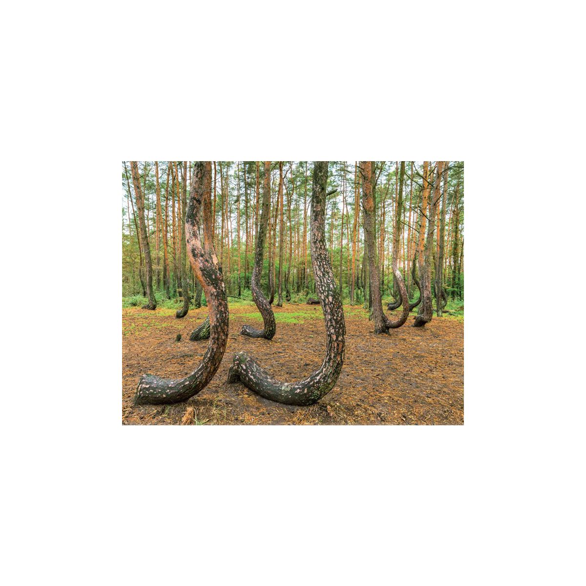 Kalendarz ścienny (401000) k:2915-377 13-planszowe 320mm x 470mm Lucrum (RW04)