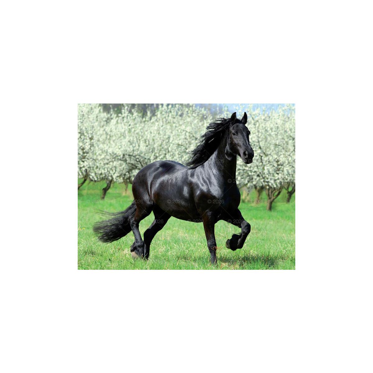 Kalendarz ścienny (401000) k:2915-377 13-planszowe 320mm x 470mm Lucrum (RW14)