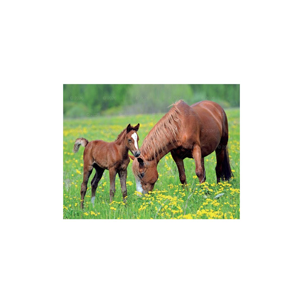 Kalendarz ścienny (401000) k:2915-377 13-planszowe 320mm x 470mm Lucrum (RW14)