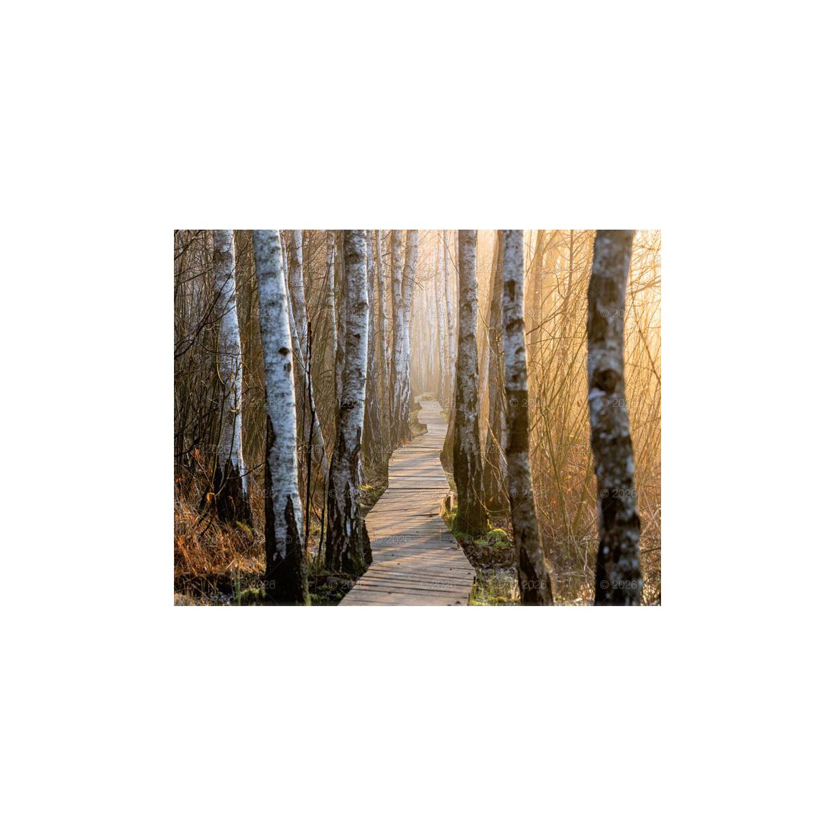 Kalendarz ścienny (401000) k:2915-377 13-planszowe 320mm x 470mm Lucrum (RW04)