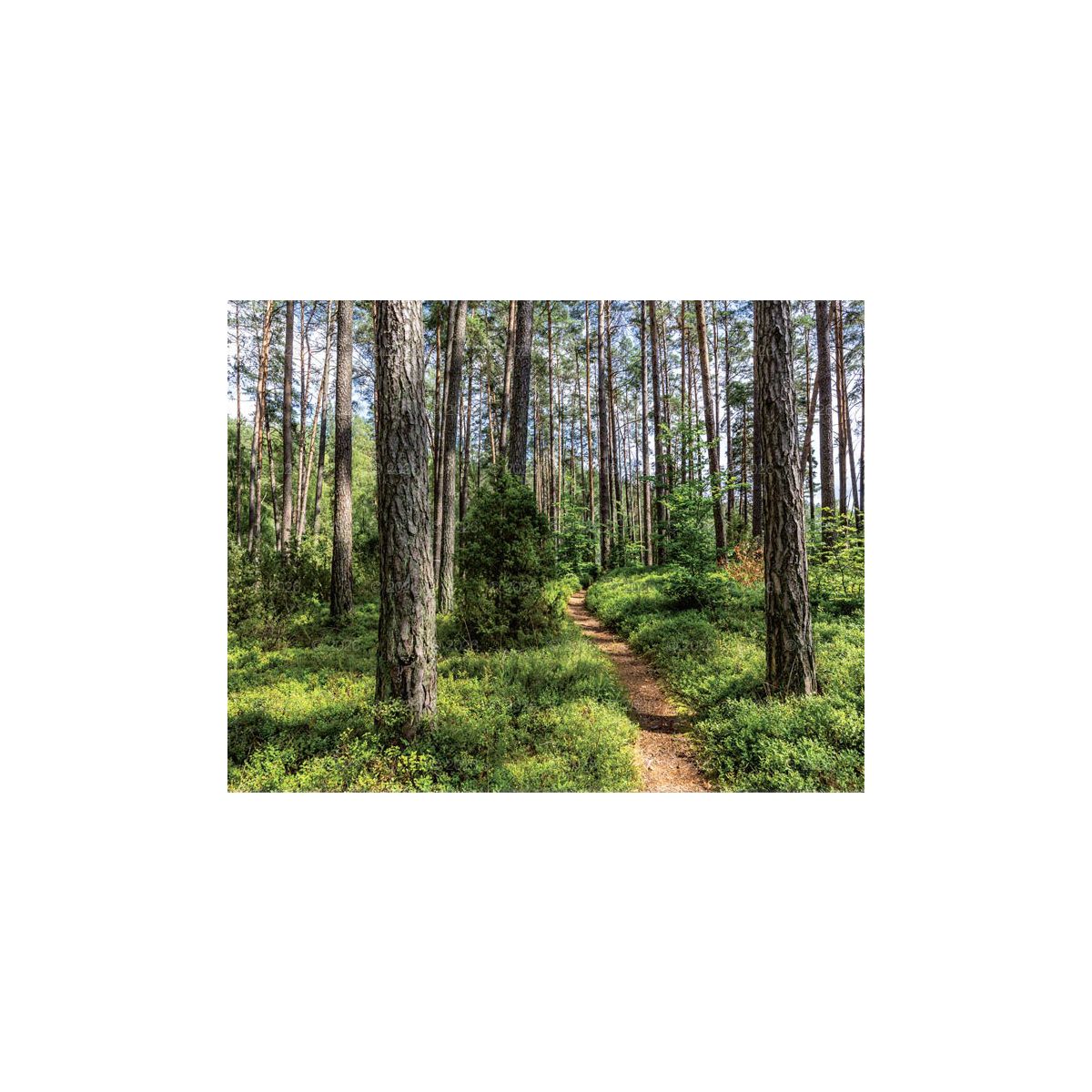 Kalendarz ścienny (401000) k:2915-377 13-planszowe 320mm x 470mm Lucrum (RW04)