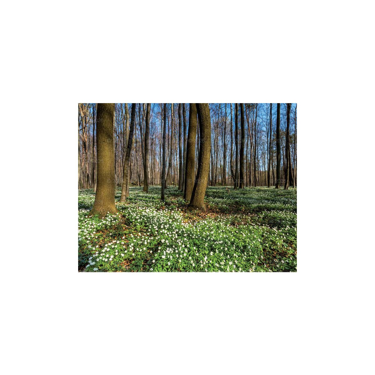 Kalendarz ścienny (401000) k:2915-377 13-planszowe 320mm x 470mm Lucrum (RW04)