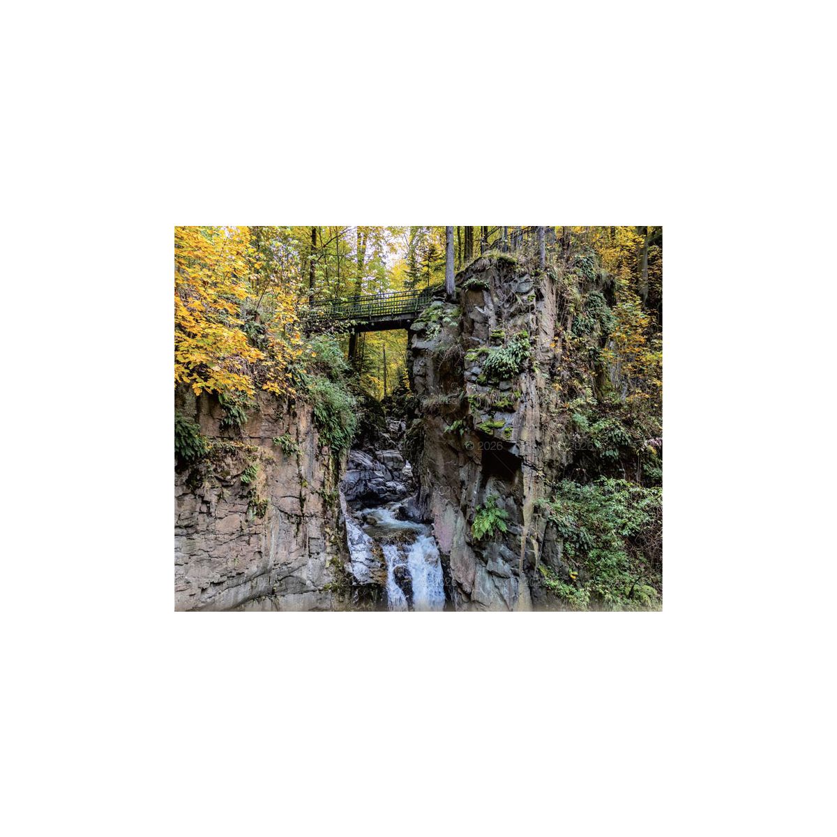 Kalendarz ścienny (401000) k:2915-377 LASY POLSKIE 13-planszowe 2024 320mm x 470mm Lucrum (RW04)