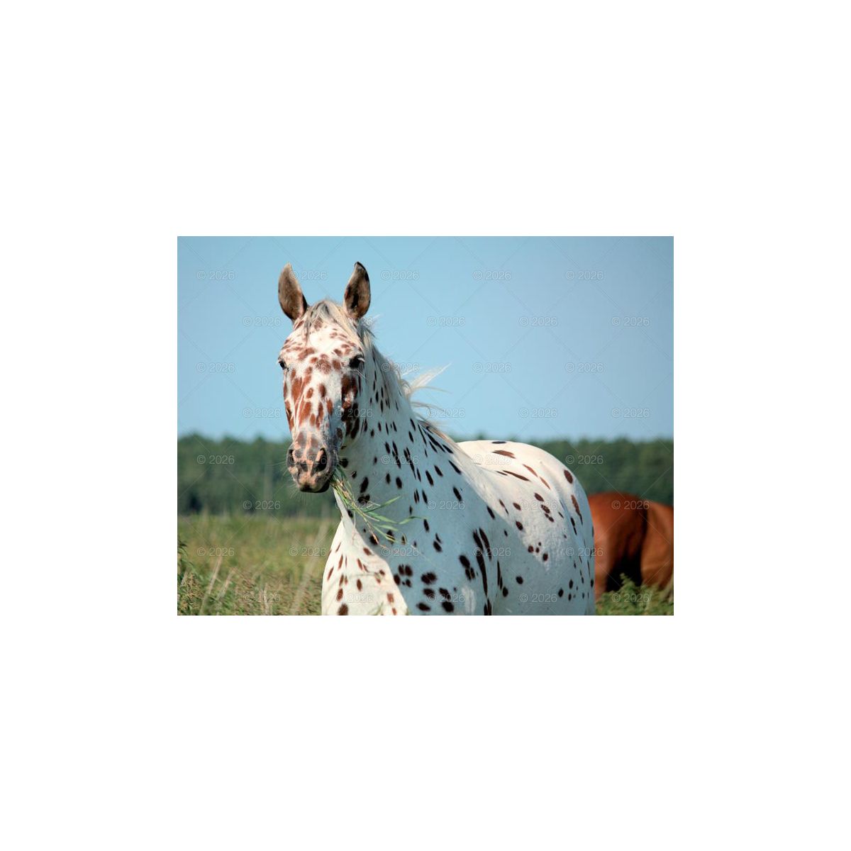 Kalendarz ścienny (401000) k:2915-377 13-planszowe 320mm x 470mm Lucrum (RW14)