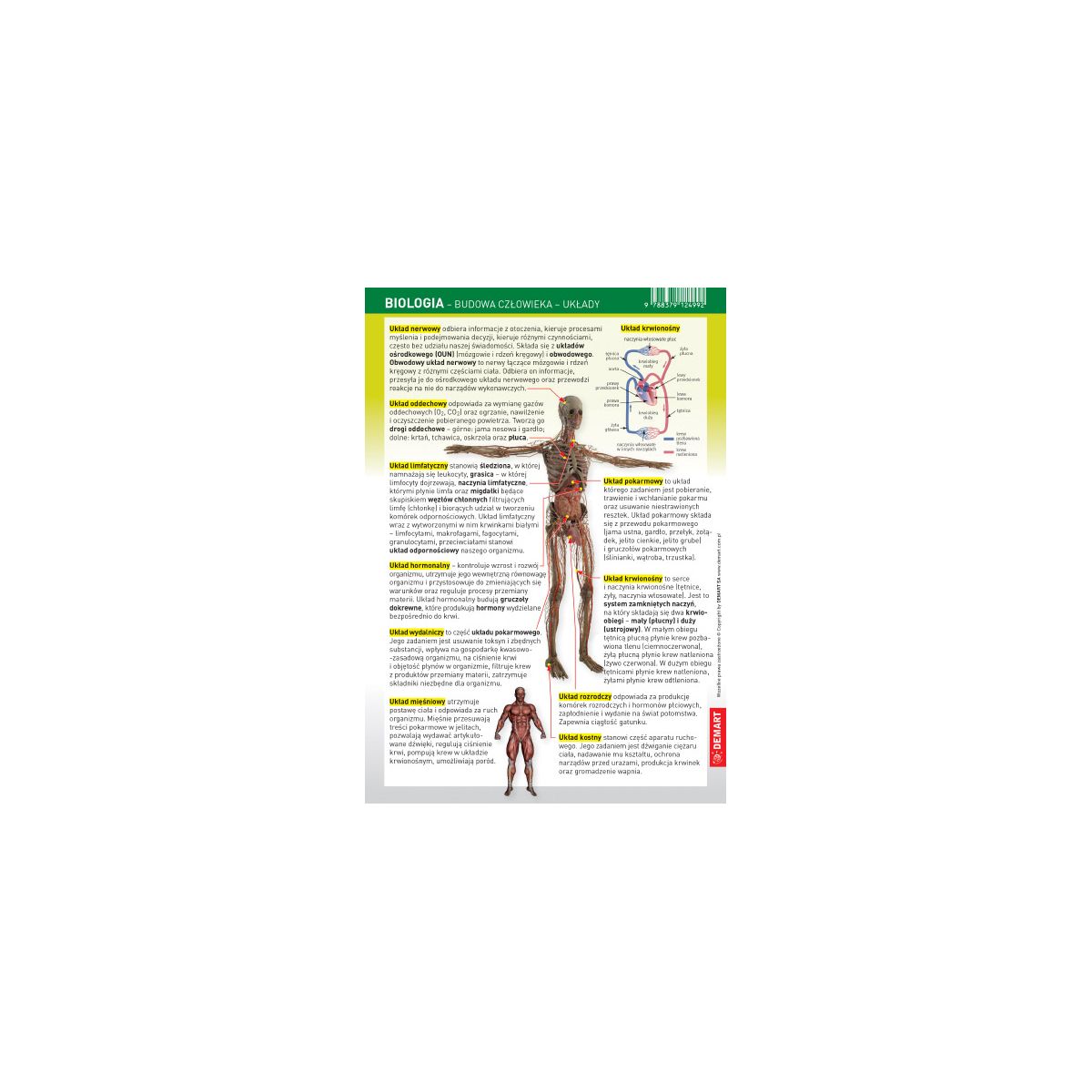 Książeczka edukacyjna Demart Ściągawka - Biologia - człowiek (układy)