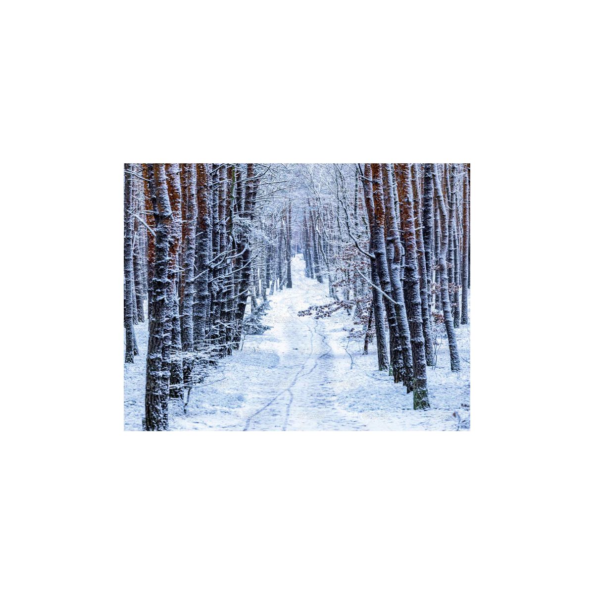 Kalendarz ścienny (401000) k:2915-377 13-planszowe 320mm x 470mm Lucrum (RW04)