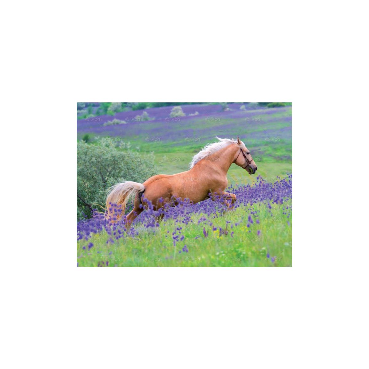 Kalendarz ścienny (401000) k:2915-377 13-planszowe 320mm x 470mm Lucrum (RW14)