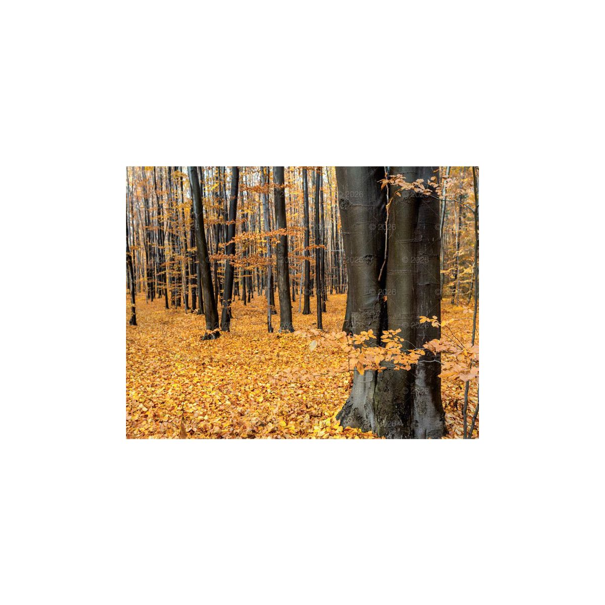 Kalendarz ścienny (401000) k:2915-377 13-planszowe 320mm x 470mm Lucrum (RW04)