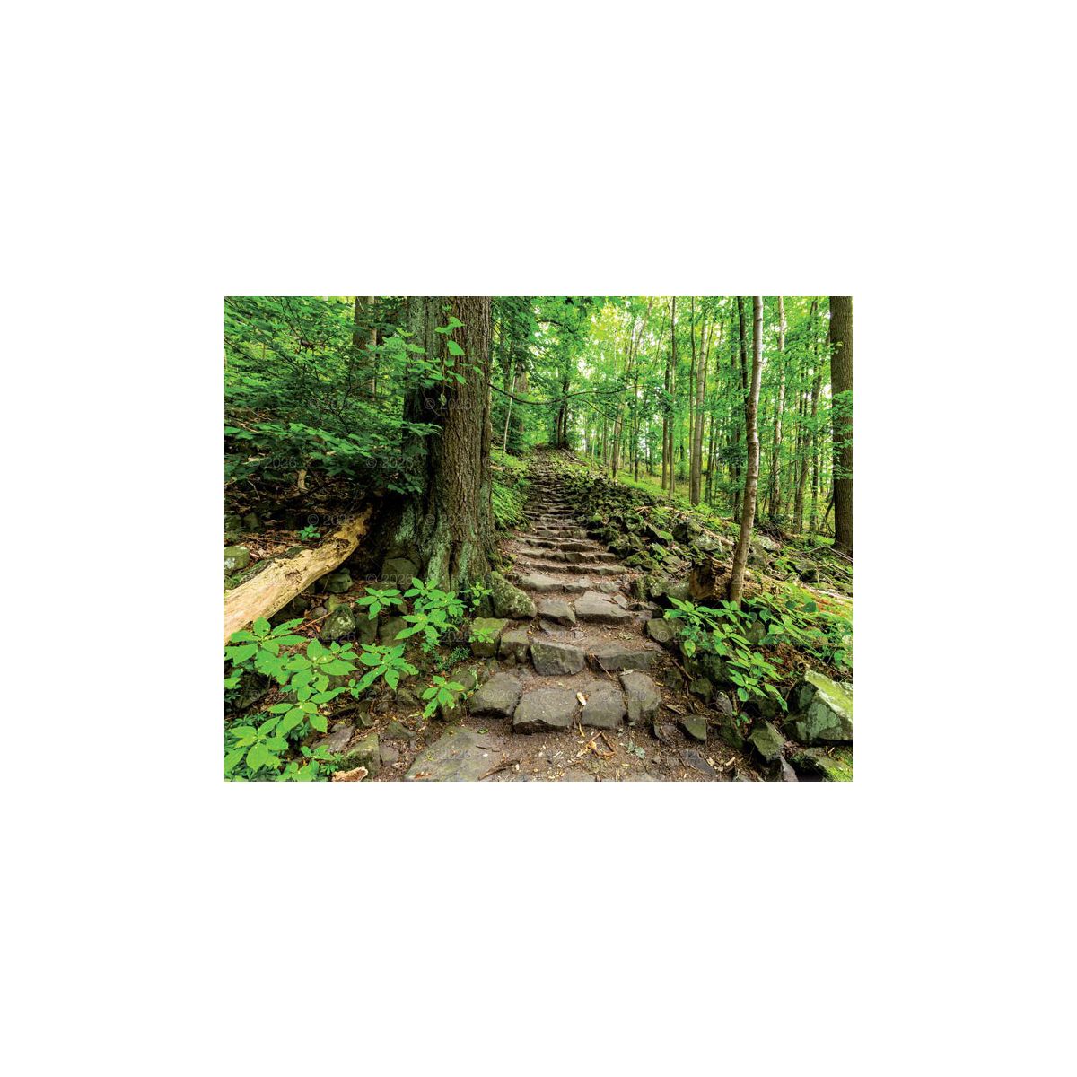 Kalendarz ścienny (401000) k:2915-377 13-planszowe 320mm x 470mm Lucrum (RW04)