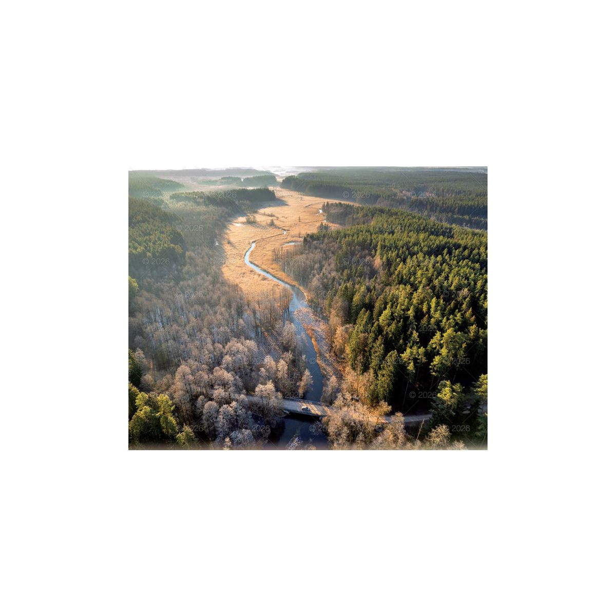 Kalendarz ścienny (401000) k:2915-377 LASY POLSKIE 13-planszowe 2024 320mm x 470mm Lucrum (RW04)