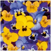 Serwetki Paw TaT Looking Pansies mix bibuła [mm:] 330x330 (TL126500)