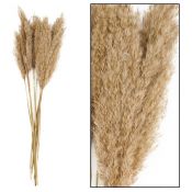 Kwiaty Trawa Plume 80-90cm 12-14szt naturalna Home And Garden (3052)
